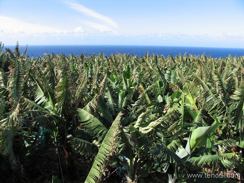 LaPalma (030).JPG